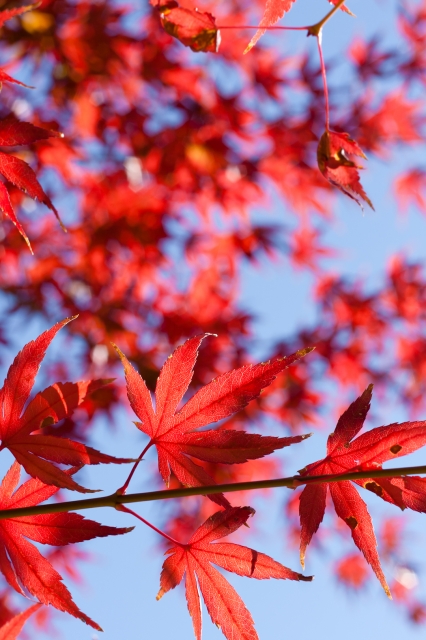 soku_22821.jpg :: 紅葉 