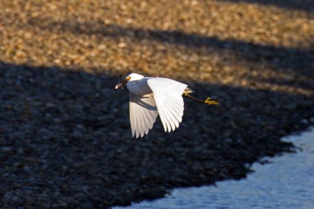 soku_22825.jpg :: 動物 鳥 シロサギ コサギ 