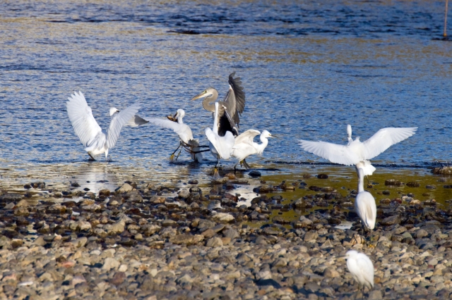 soku_22826.jpg :: 動物 鳥 シロサギ アオサギ コサギ 