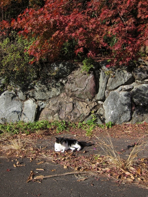 soku_23009.jpg :: PowerShotS95 コンデジ埼玉 lock 風景 自然 紅葉 赤い紅葉 動物 哺乳類 猫 ネコ 