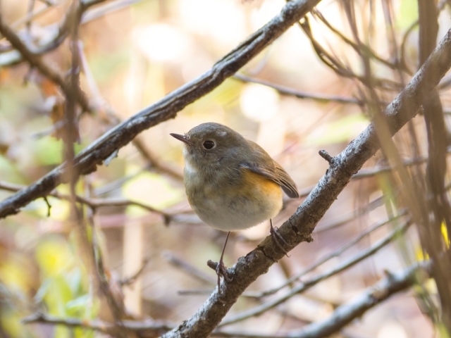 soku_23032.jpg :: 動物 鳥 野山の鳥 ルリビタキ 