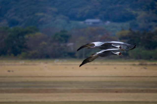 soku_23213.jpg :: 動物 鳥 野鳥 自然の鳥 クロヅル 