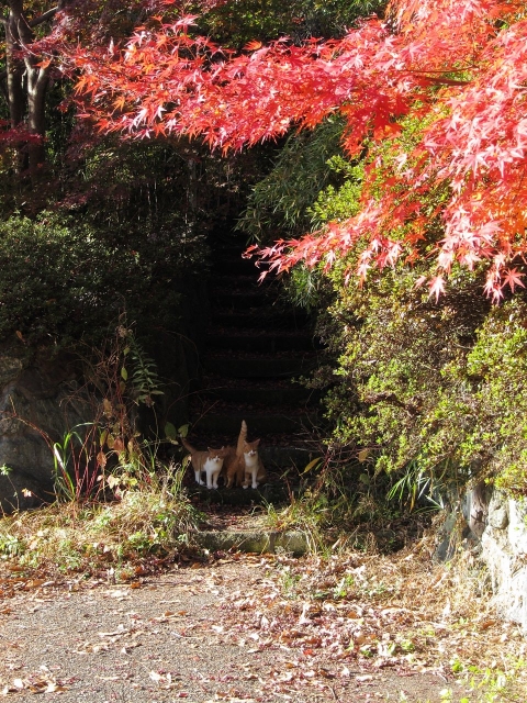 soku_23247.jpg :: PowerShotS95 風景 自然 コンデジ埼玉 lock 紅葉 赤い紅葉 動物 哺乳類 猫 ネコ アヌス(笑) 