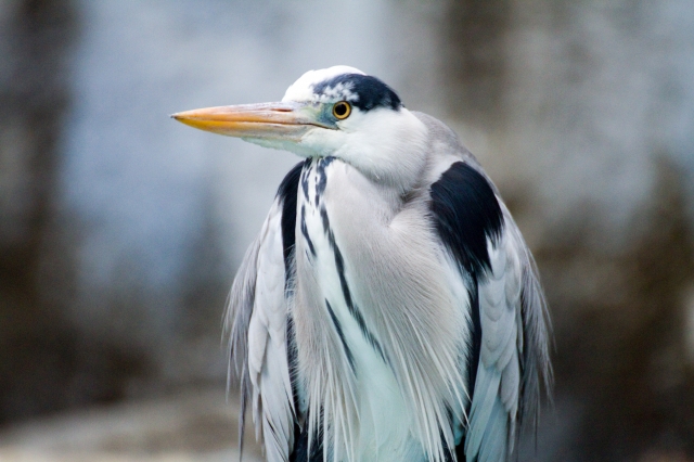 soku_23281.jpg :: 動物 鳥 アオサギ 