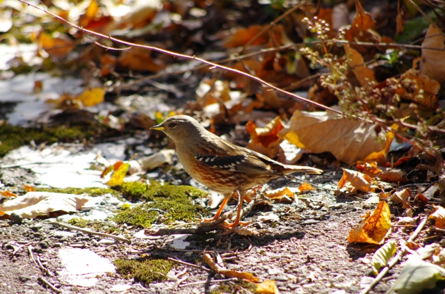 soku_23337.jpg :: 動物 鳥 