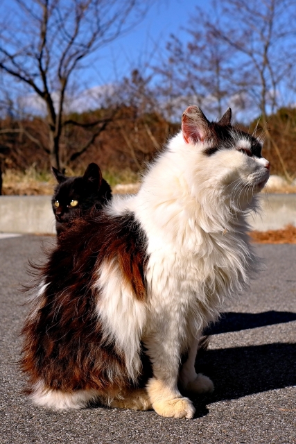 soku_23339.jpg :: 動物 哺乳類 猫 ネコ 
