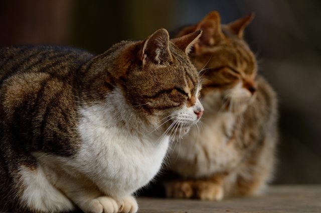 soku_23514.jpg :: 動物 哺乳類 猫 ネコ 