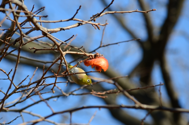 soku_23563.jpg :: 自然 柿の木 カキ 動物 鳥 野鳥 自然の鳥 メジロ 
