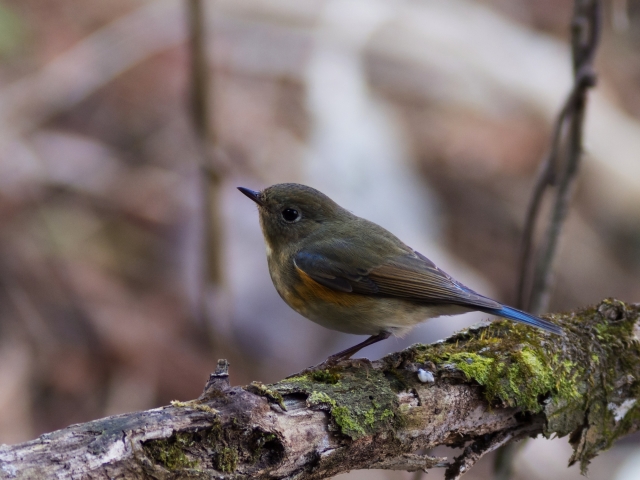 soku_23593.jpg :: 動物 鳥 野山の鳥 ルリビタキ 