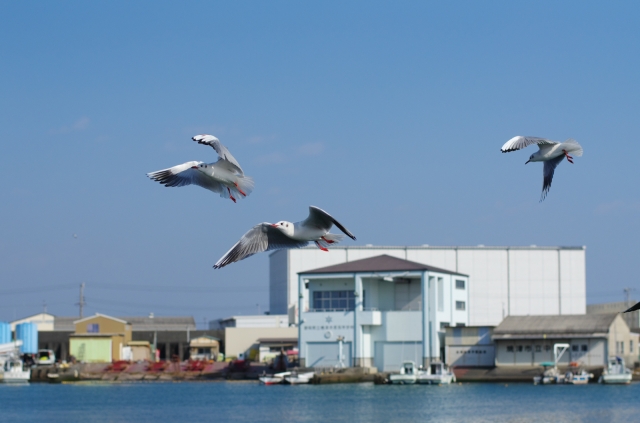 soku_23598.jpg :: 動物 鳥 鷗 カモメ ウミネコ 焼津港 