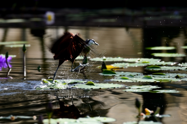 soku_23677.jpg :: 動物 鳥 掛川花鳥園 アフリカレンカク 