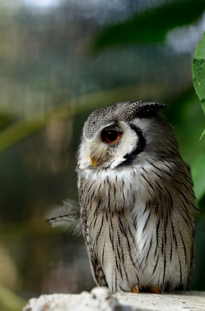 soku_23702.jpg :: 動物 鳥 掛川花鳥園 アフリカオオコノハズク 