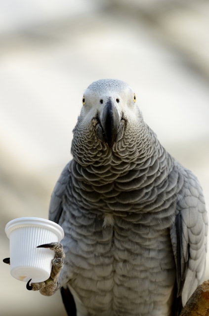 soku_23710.jpg :: 動物 鳥 掛川花鳥園 ヨウム 