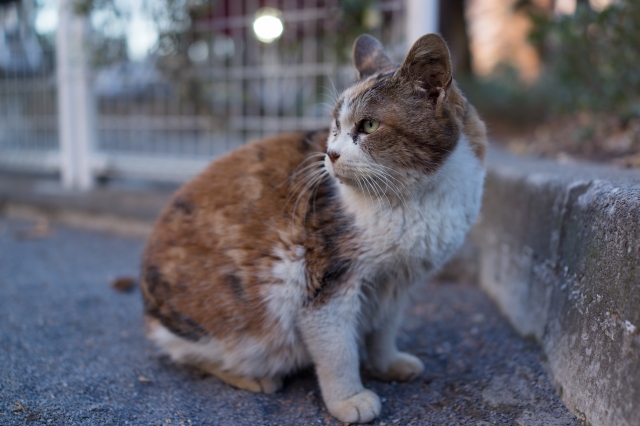 soku_23741.jpg :: 動物 哺乳類 猫 ネコ 
