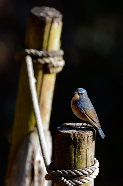 soku_23813.jpg :: 動物 鳥 野山の鳥 ルリビタキ 
