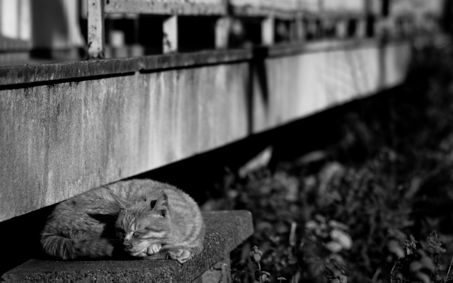 soku_23830.jpg :: 動物 哺乳類 猫 ネコ モノクロ 