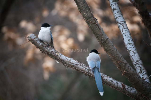 soku_23892.jpg :: 動物 鳥 野鳥 自然の鳥 オナガ 