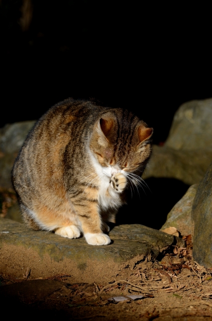 soku_24041.jpg :: 動物 哺乳類 猫 ネコ 