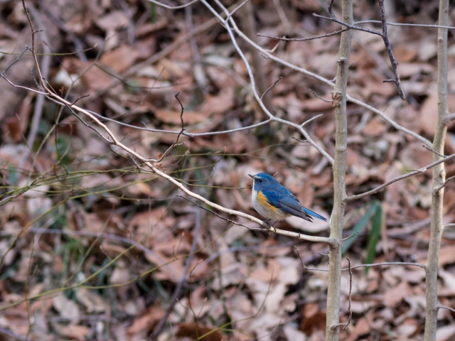 soku_24096.jpg :: 動物 鳥 野山の鳥 ルリビタキ 