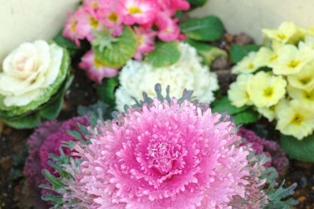 soku_24155.jpg :: 植物 花 ピンクの花 