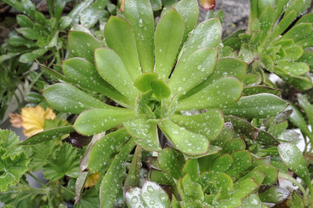 soku_24156.jpg :: 風景 自然 水滴 植物 草葉 