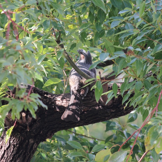 soku_24172.jpg :: 動物 鳥 ヒヨドリ 