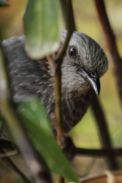 soku_24173.jpg :: 動物 鳥 ヒヨドリ 