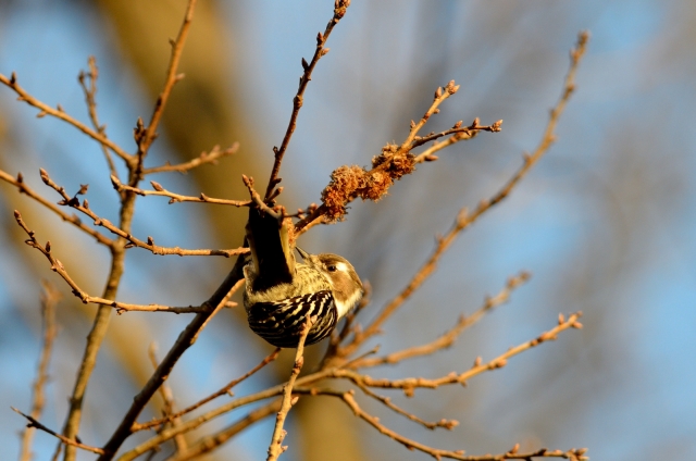 soku_24241.jpg :: 動物 鳥 野山の鳥 コゲラ 
