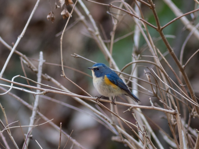 soku_24245.jpg :: 動物 鳥 野山の鳥 ルリビタキ 