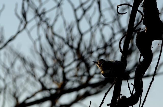 soku_24256.jpg :: 動物 鳥 野山の鳥 アカゲラ 