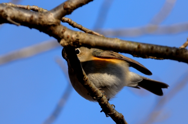 soku_24315.jpg :: 動物 鳥 野山の鳥 ルリビタキ 