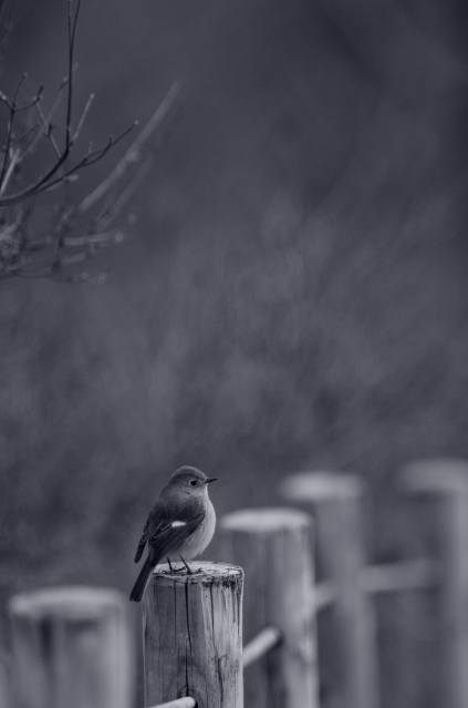 soku_24334.jpg :: 動物 鳥 野山の鳥 ジョウビタキ 