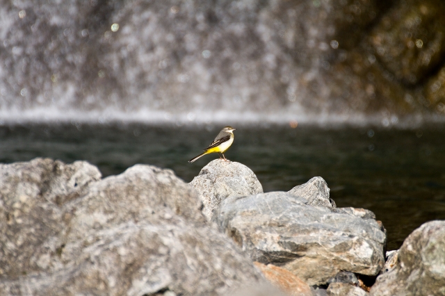 soku_24336.jpg :: 動物 鳥 キセキレイ 