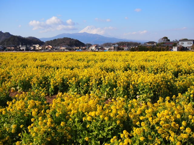 soku_24358.jpg :: 菜の花 富士山 