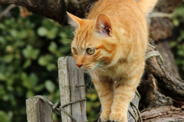 soku_24386.jpg :: 動物 哺乳類 猫 木にネコ 