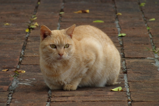 soku_24422.jpg :: 動物 哺乳類 猫 ネコ 