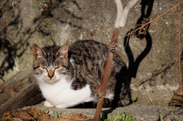 soku_24450.jpg :: ねこ 