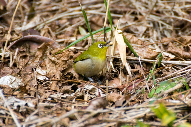 soku_24451.jpg :: 動物 鳥 野山の鳥 メジロ 