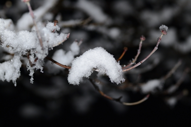 soku_24458.jpg :: 植物 雪 