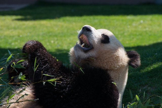 soku_24460.jpg :: 動物 哺乳類 パンダ パンダの高笑い? 