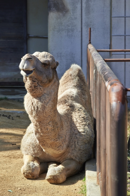 soku_24484.jpg :: AF.S NIKKOR 24.120mm f/4G ED VR 動物園 愛媛県立とべ動物園 