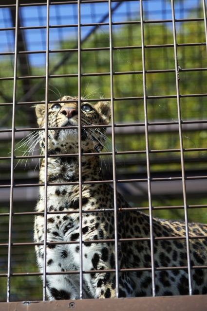 soku_24494.jpg :: AF.S NIKKOR 24.120mm f/4G ED VR 動物園 愛媛県立とべ動物園 