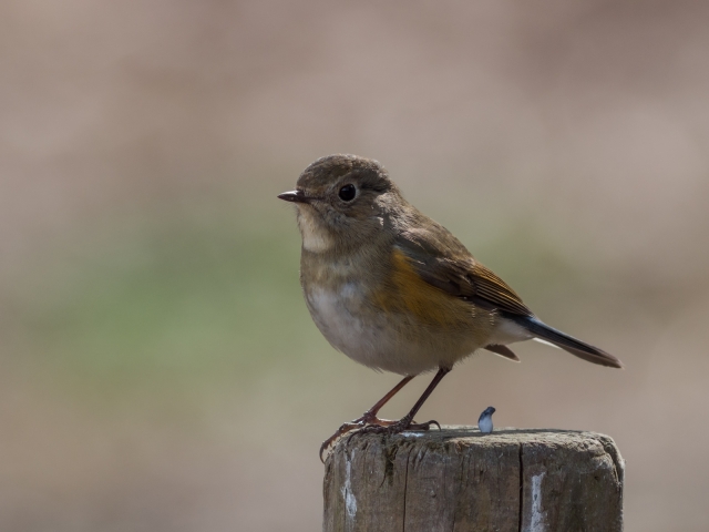 soku_24521.jpg :: 動物 鳥 野山の鳥 ルリビタキ うんこ 