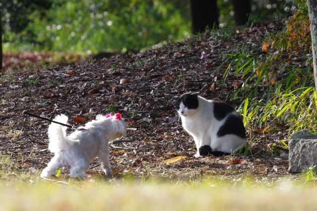 soku_24636.jpg :: 動物 ペット 犬 哺乳類 猫 ネコ 