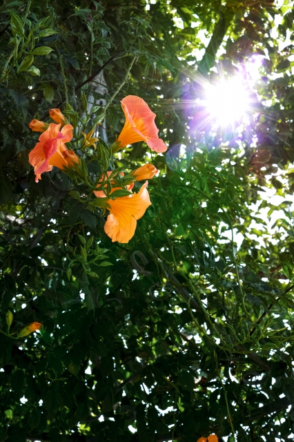 soku_24716.jpg :: 植物 花 オレンジ色の花 