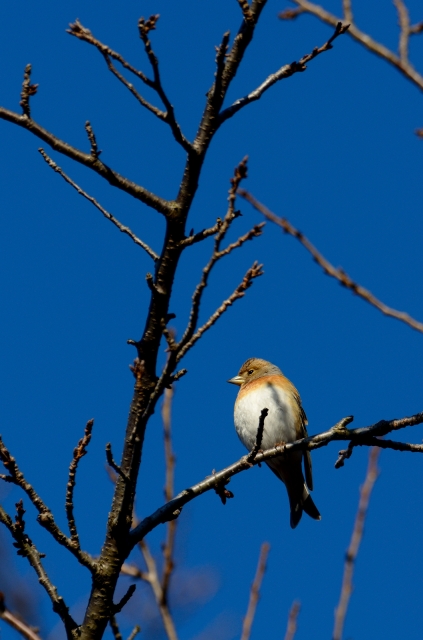 soku_24741.jpg :: 動物 鳥 野山の鳥 アトリ 