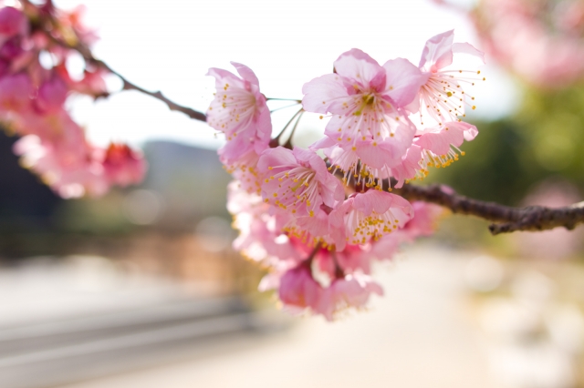 soku_24756.jpg :: 植物 花 桜 サクラ 逆光 
