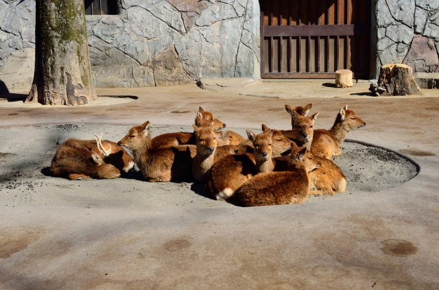 soku_24769.jpg :: 動物 哺乳類 井の頭自然文化園 鹿 
