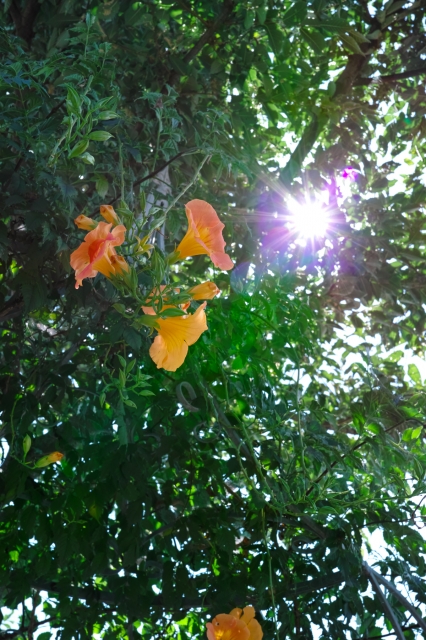 soku_24807.jpg :: 植物 花 オレンジ色の花 