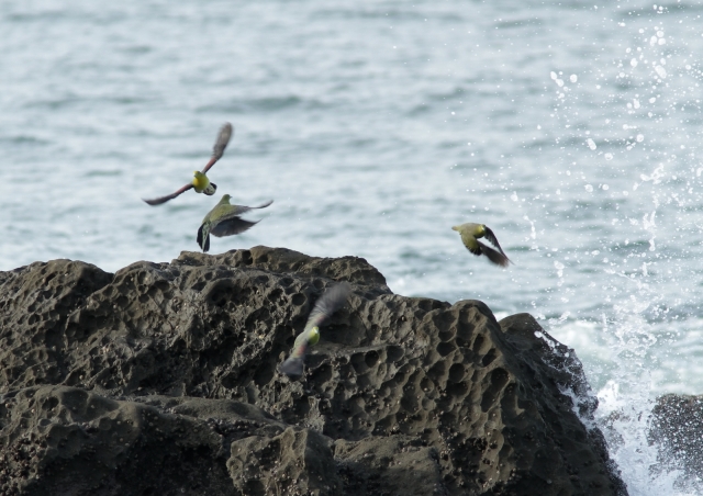 soku_24842.jpg :: 動物 野鳥 アオバト 海 